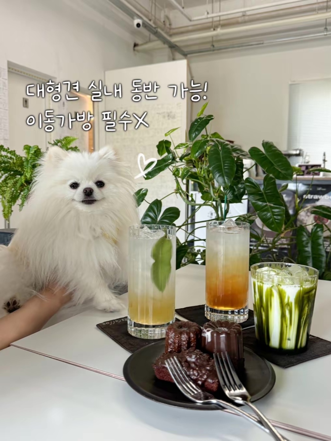 강세구 반려동물 동반 애견카페