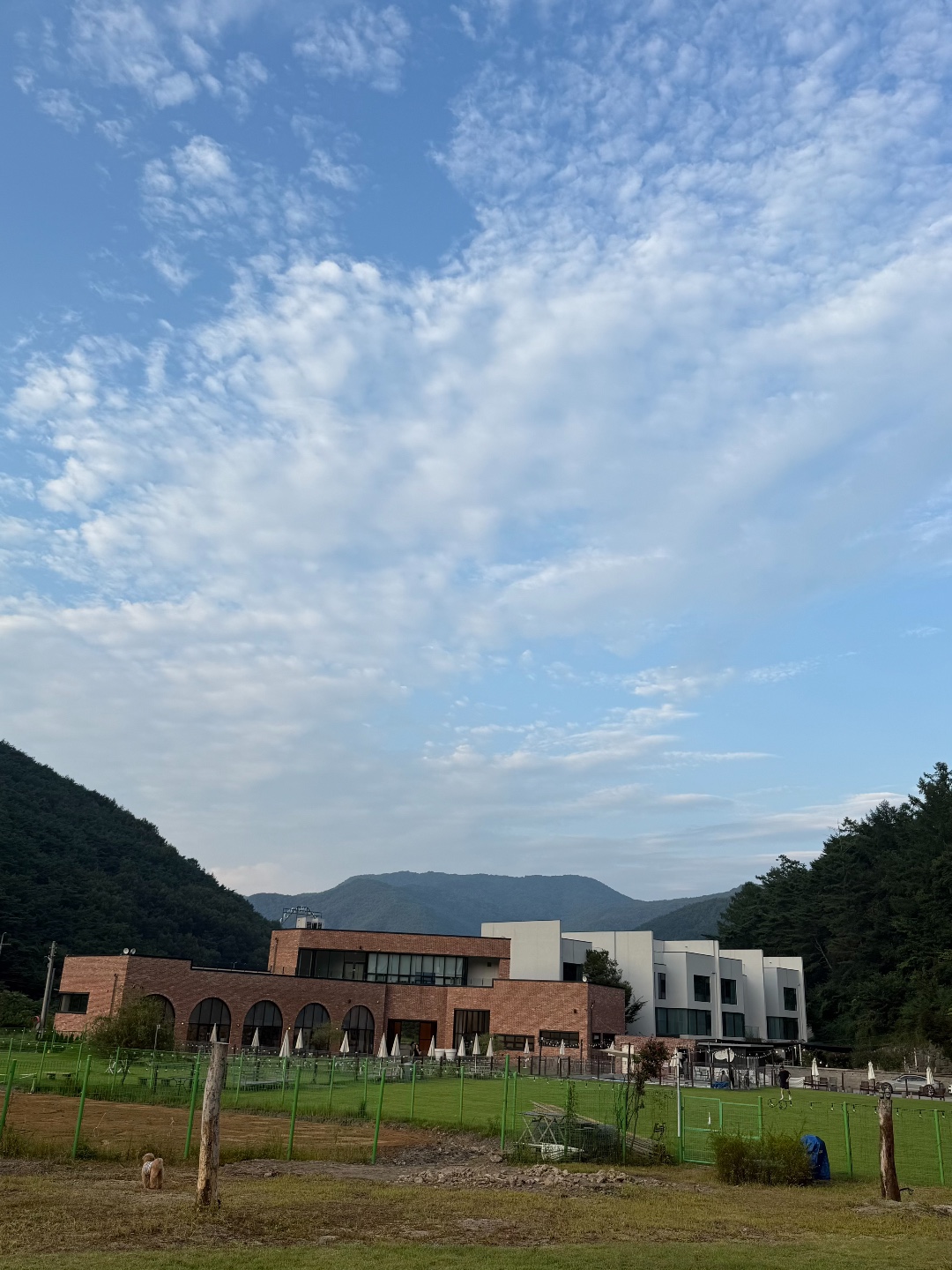 멍브라더애견카페 9