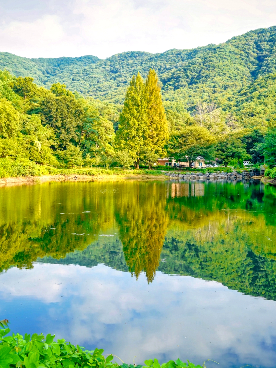 퍼피포레스트 8