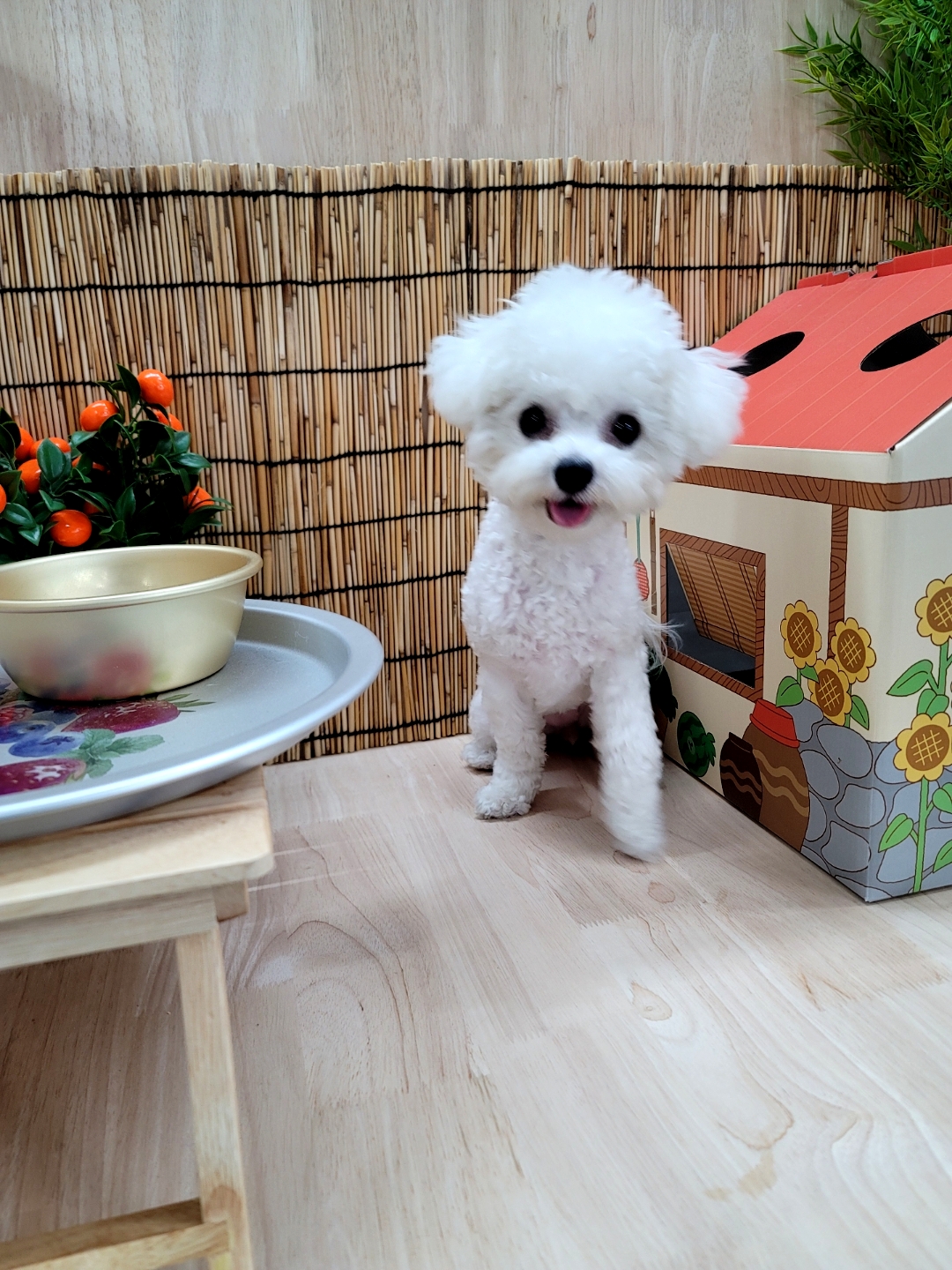 언더독 반려동물 동반 애견카페