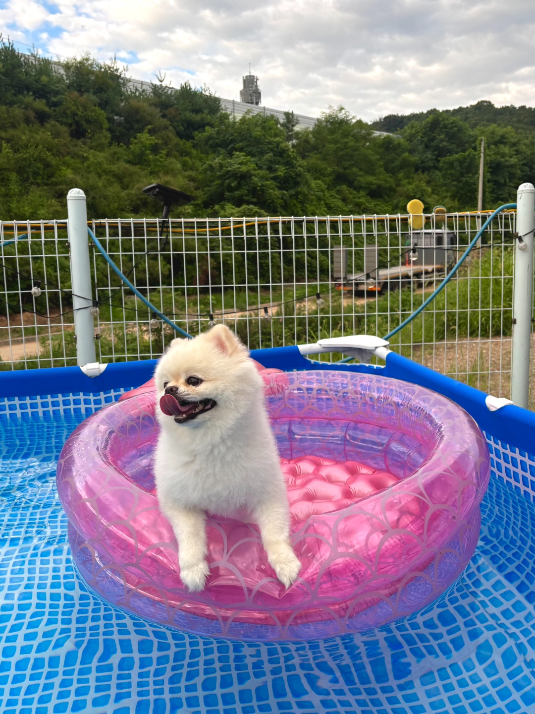 두류댕댕 5