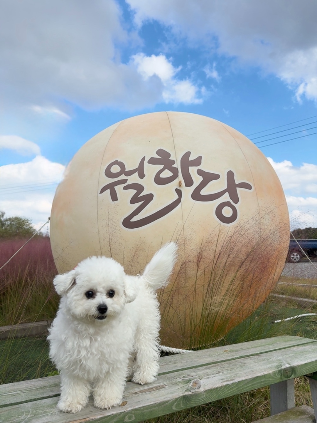 따올라이 10