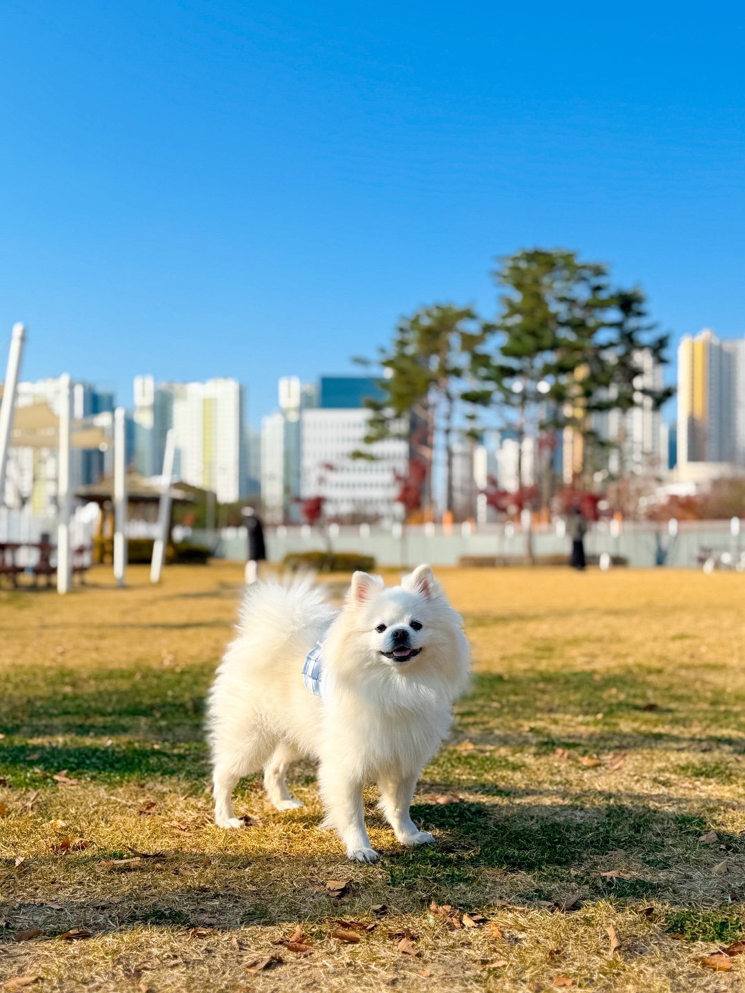 테일더블루 5