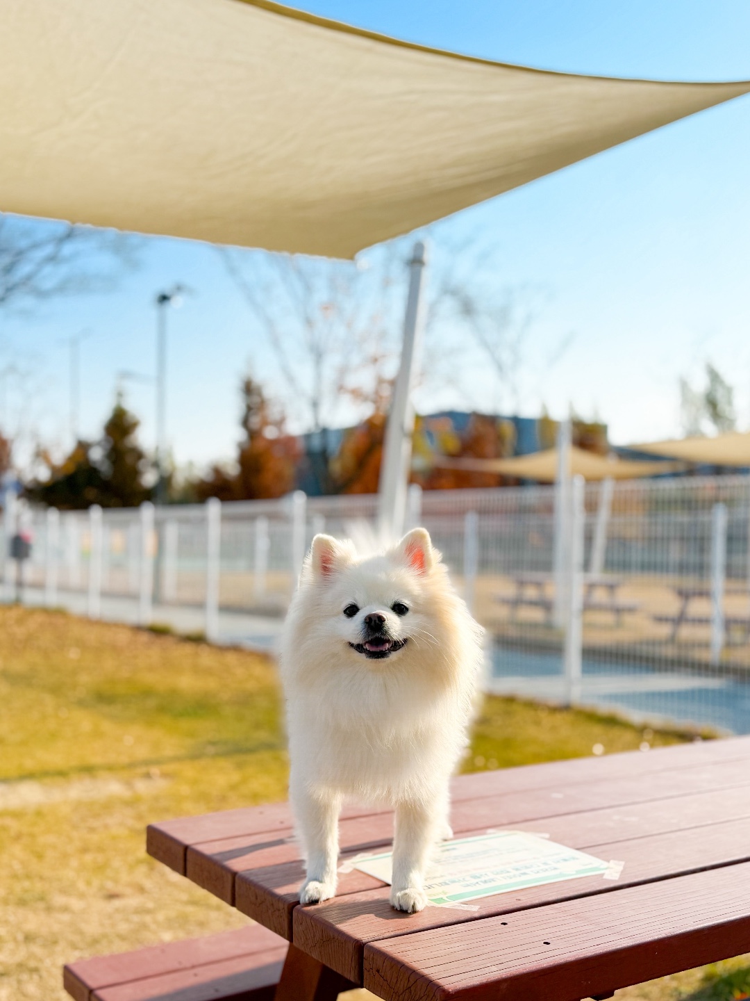 테일더블루 4