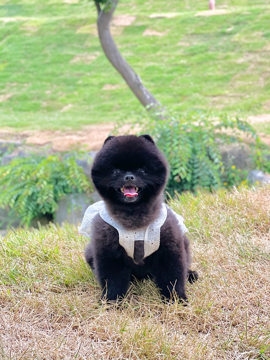 명동칼국수샤브샤브 킨텍스2전시장점 7