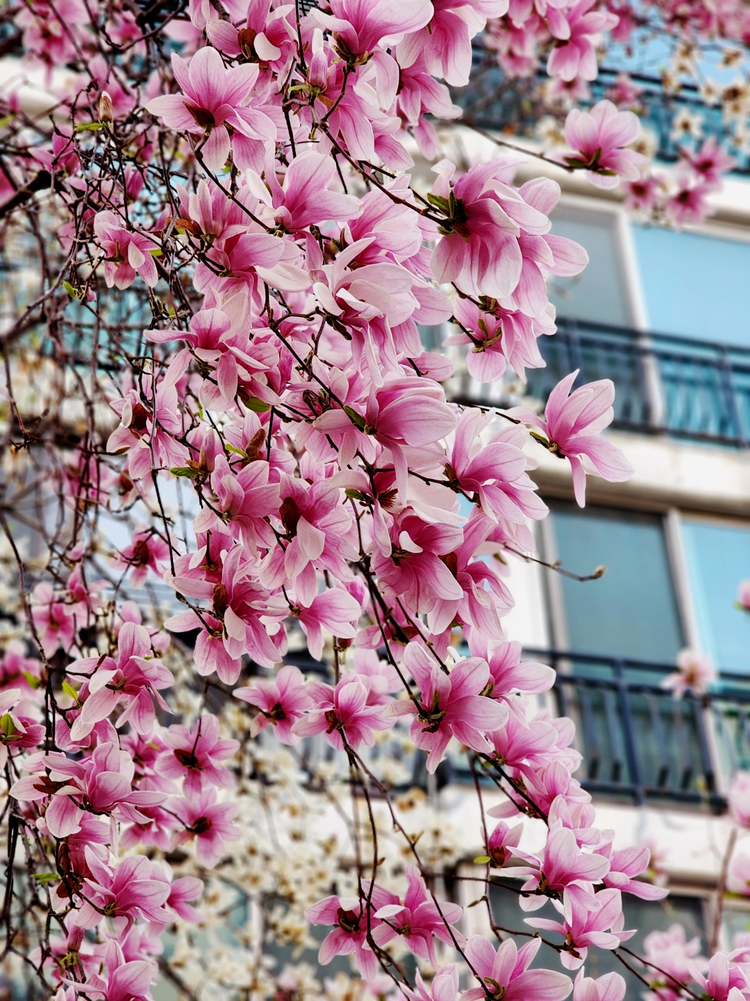 #오늘클립챌린지 홍매화🌷공원근처 아파트