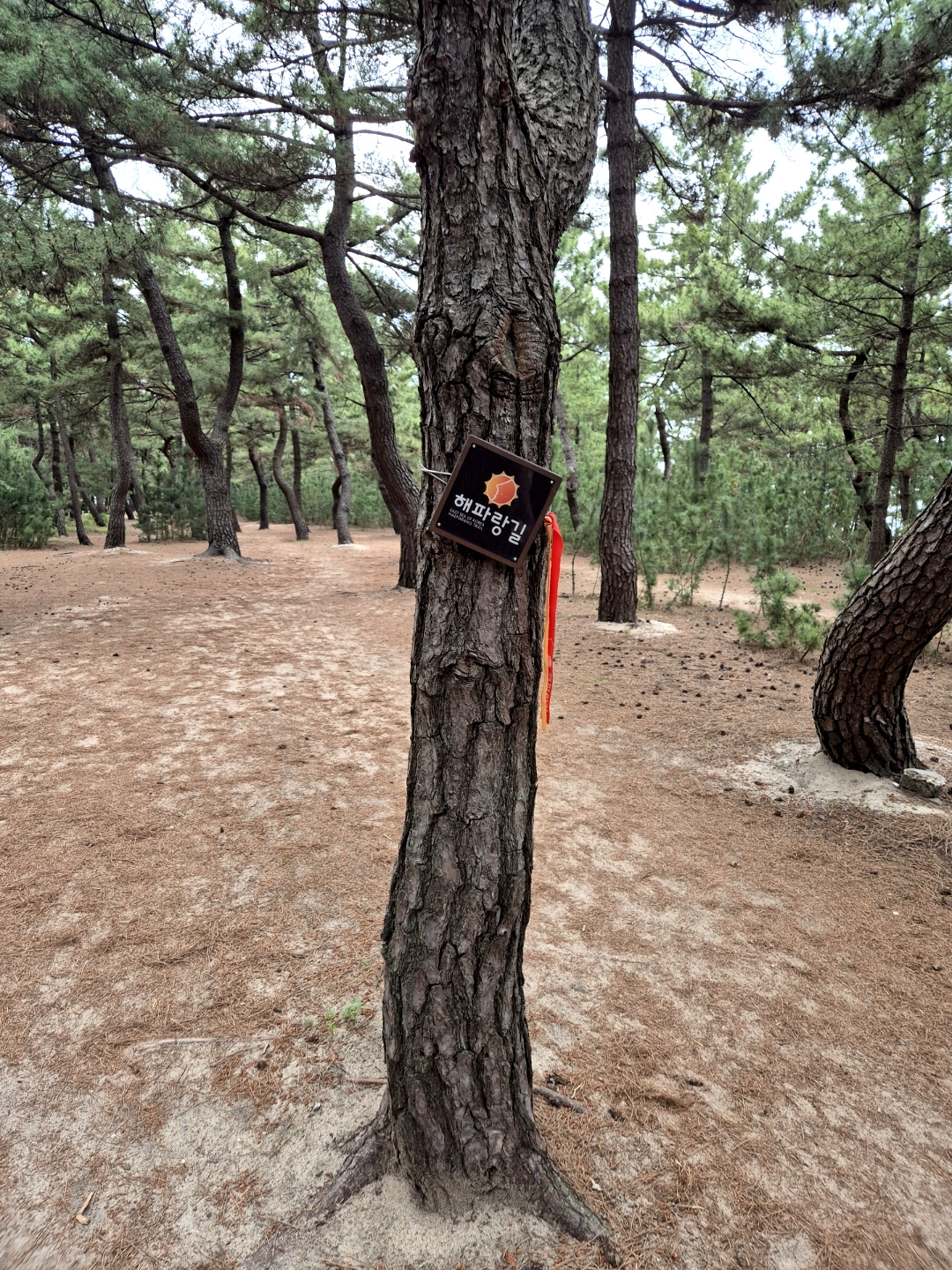 해파랑길 45코스 (Haeparang Trail Course 45) 2