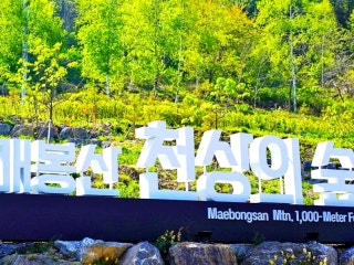 매봉산 천상의 숲
