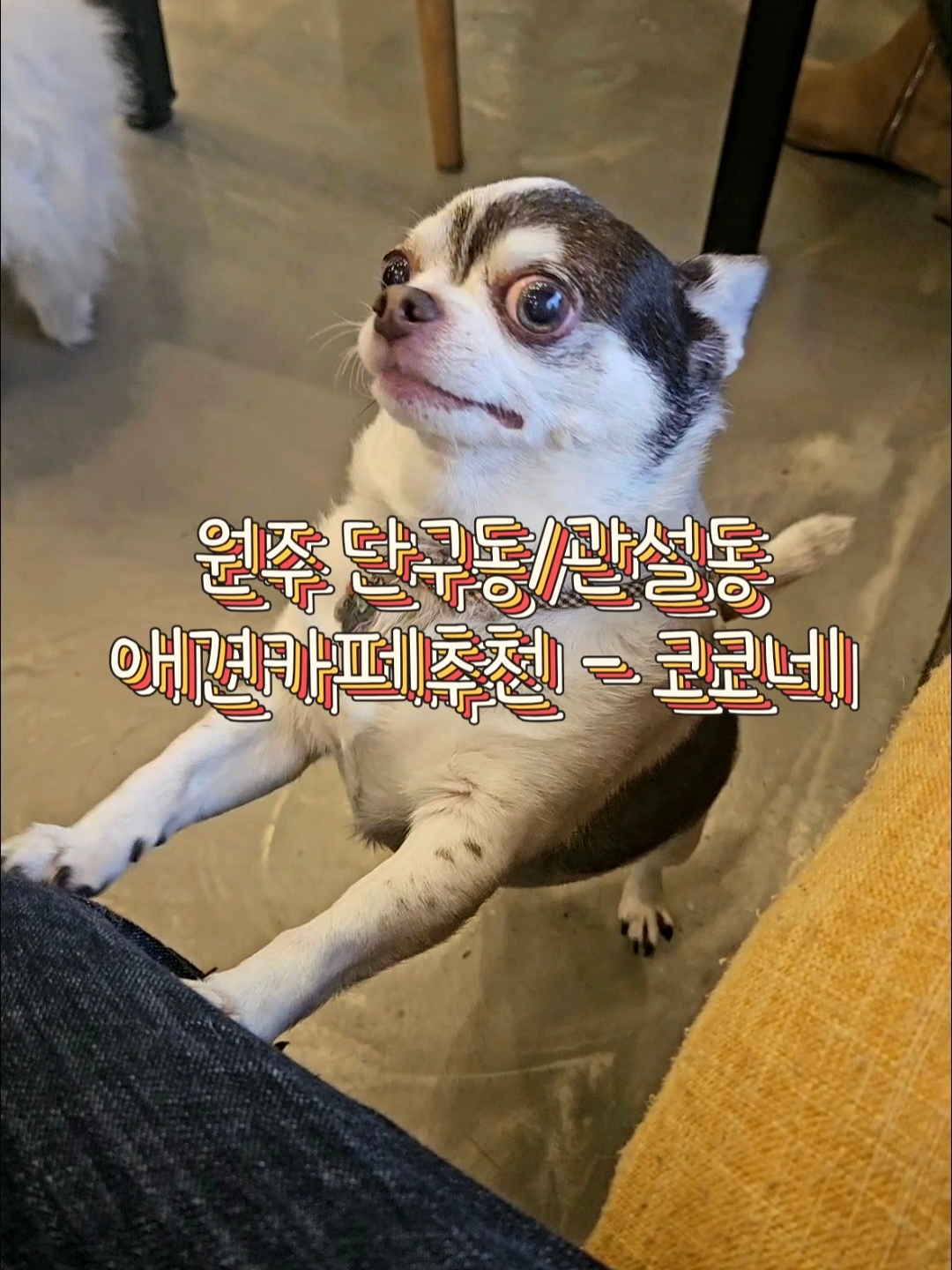 일상의공감 강원 애견숙소