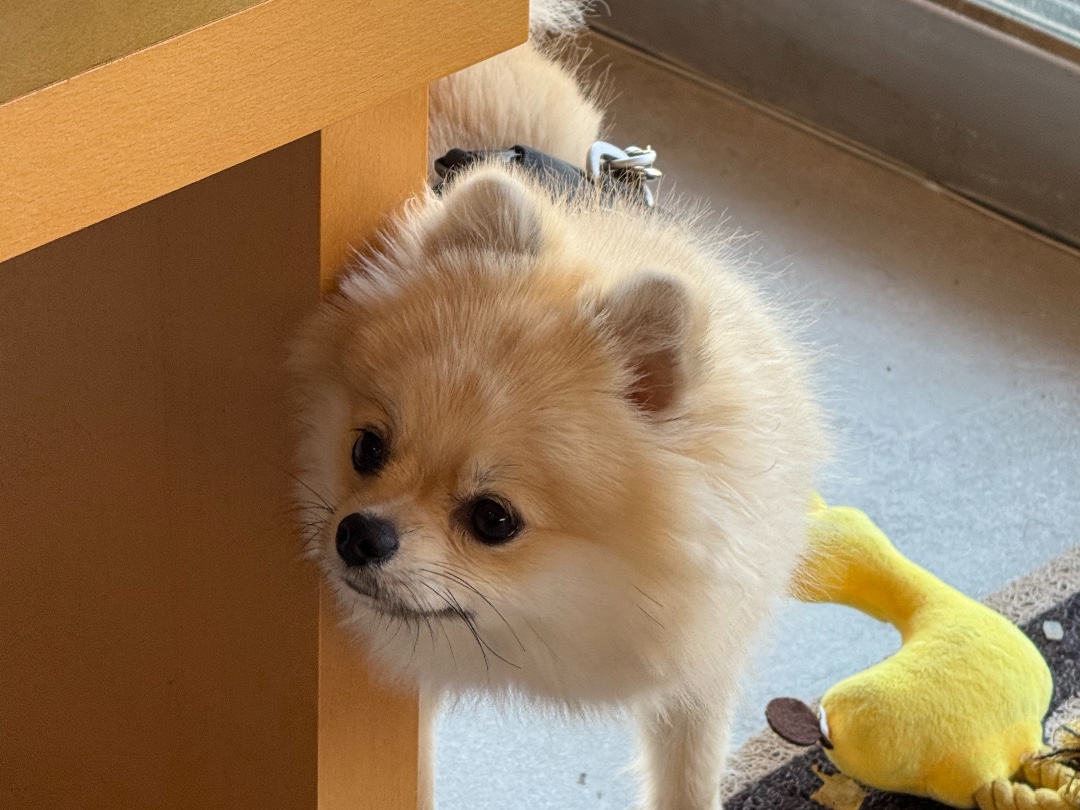 별이네포차 반려동물 동반 애견카페