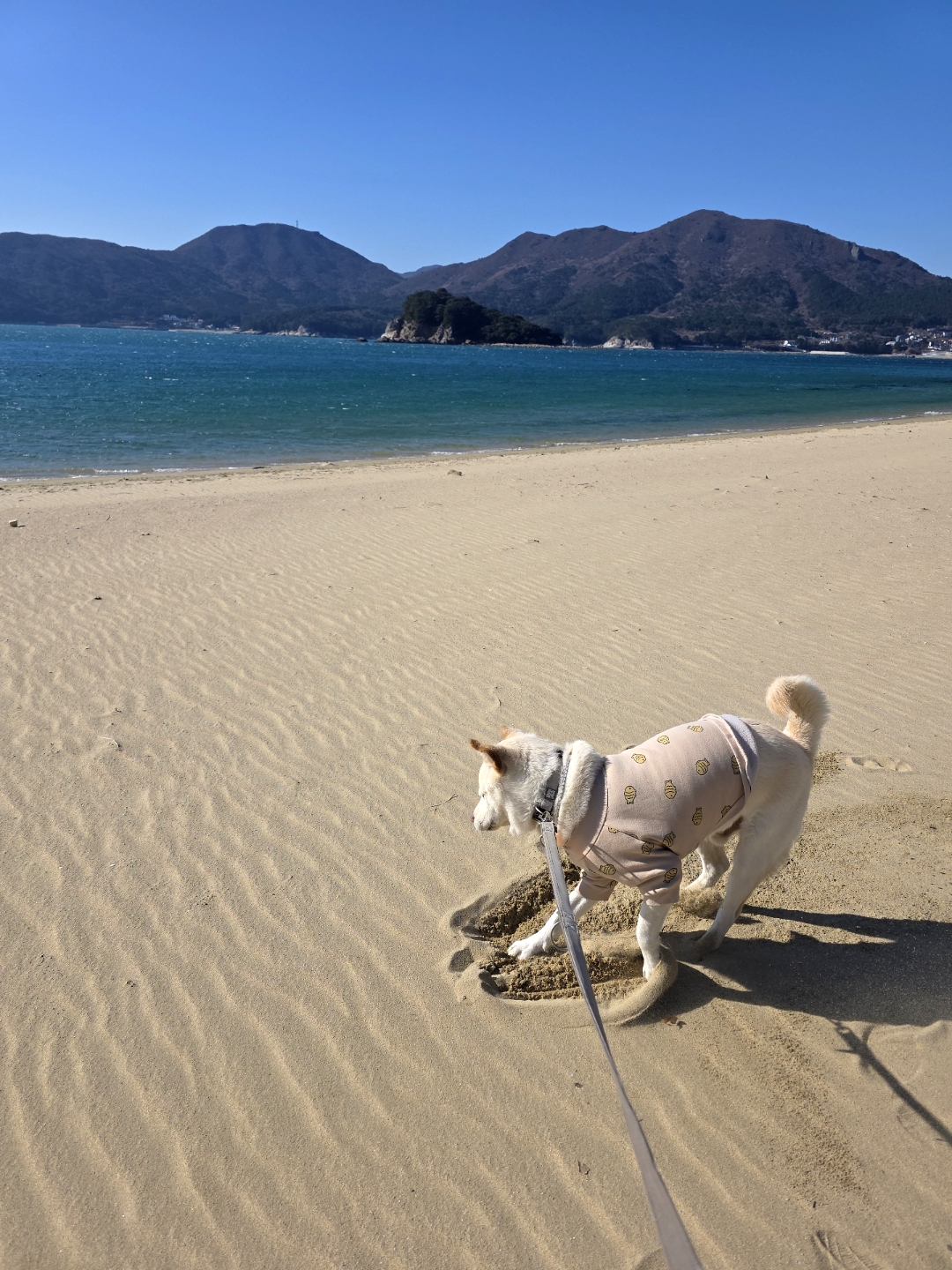 도그포레 2