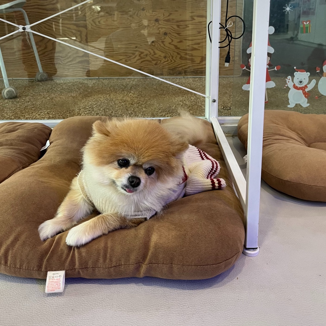마스트리스보트 반려동물 동반 애견카페