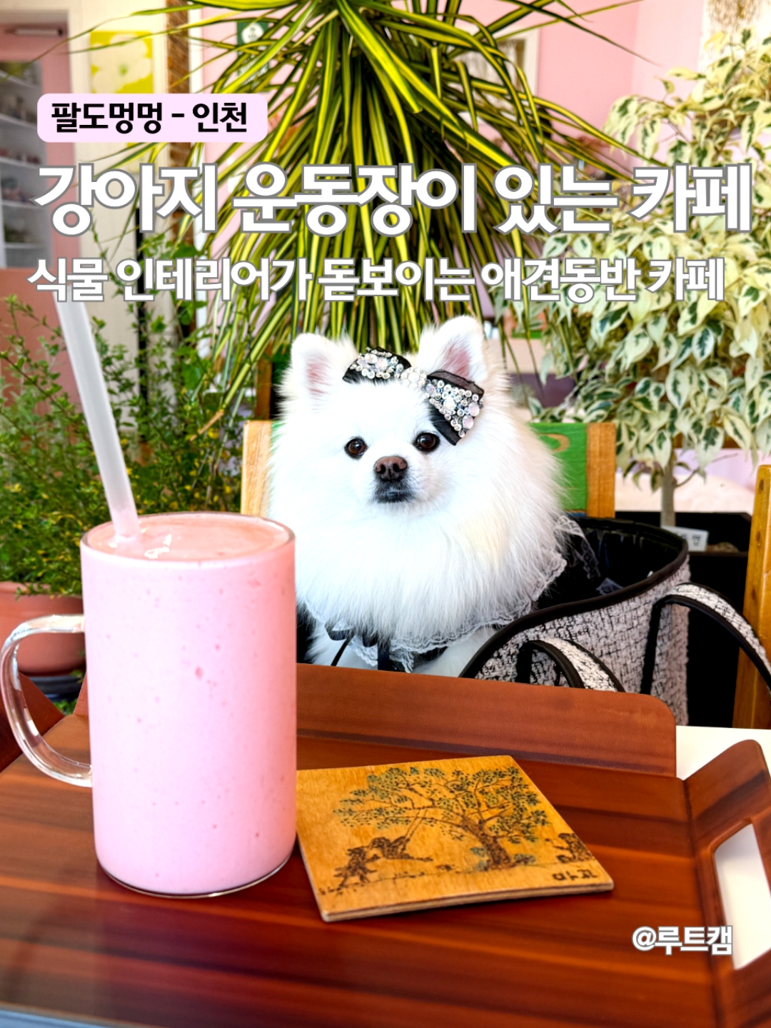 아트루 반려동물 동반 애견카페