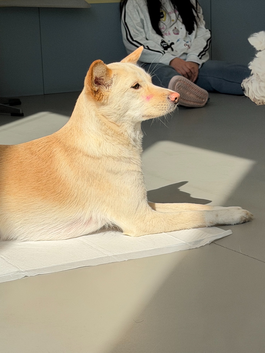 이얼즈 반려동물 동반 애견카페
